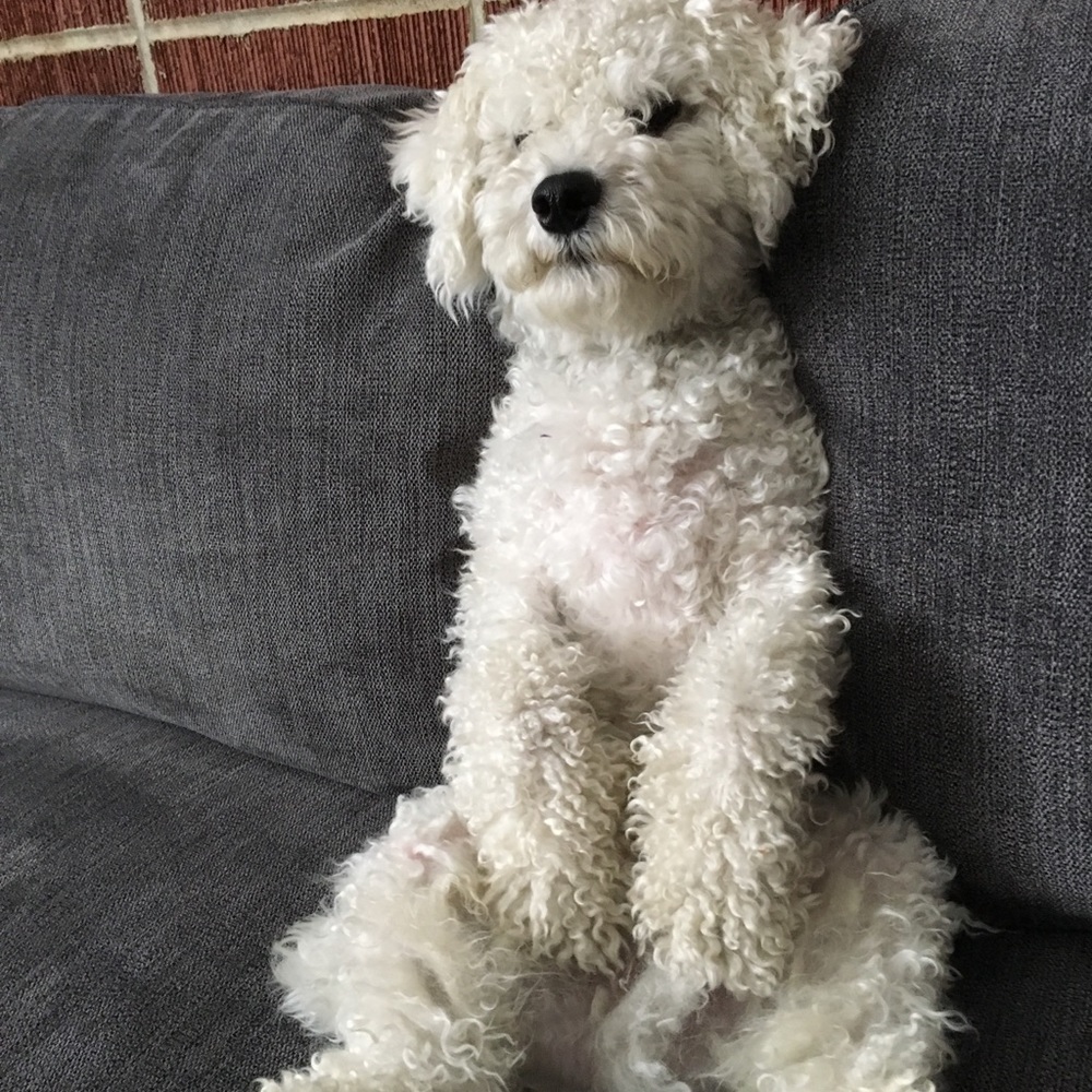 Meet your Posher, Juju